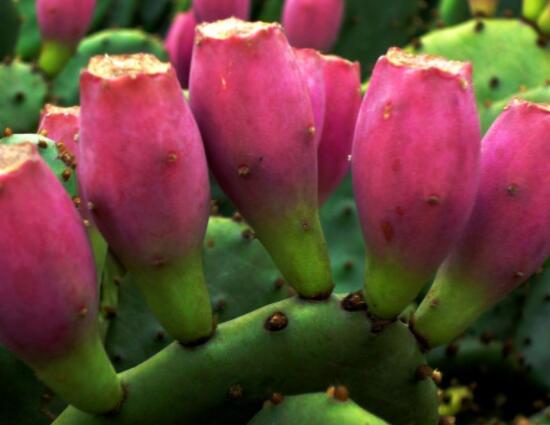 火龍果是仙人掌的果實嗎，兩種屬性絕然不同的植物