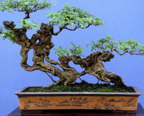 羅漢松盆景制作方法，教你五個(gè)基本步驟便可開(kāi)枝散葉