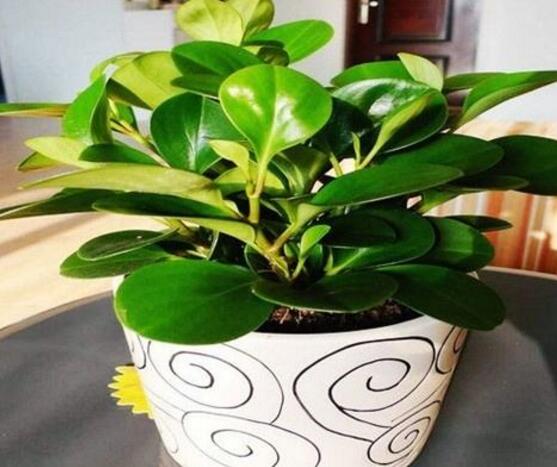 青葉碧玉怎么養(yǎng)，掌握八大核心保證你家的碧玉爆盆綠油油