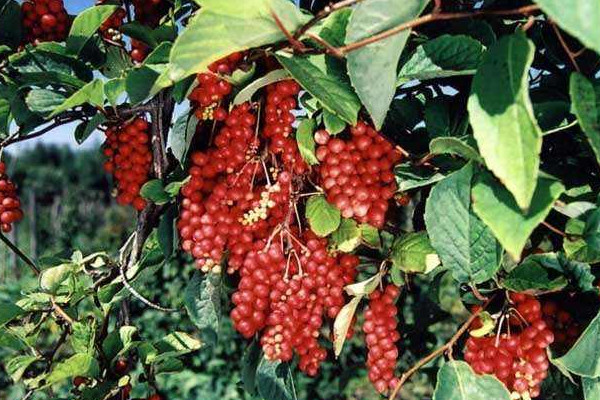 五味子樹(shù)長(zhǎng)什么樣