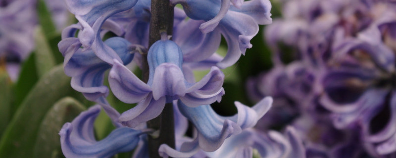 風(fēng)信子的養(yǎng)殖方法與注意事項(xiàng)