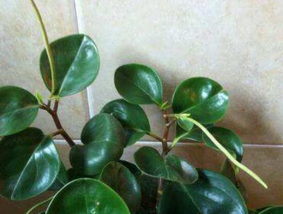 花卉小家碧玉怎么養(yǎng)，老農(nóng)總結八大基本方法