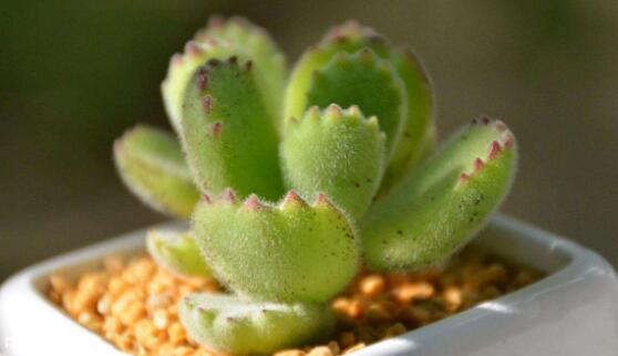 熊童子怎么養(yǎng)才能飽滿，老農(nóng)總結(jié)五個(gè)重要養(yǎng)護(hù)措施