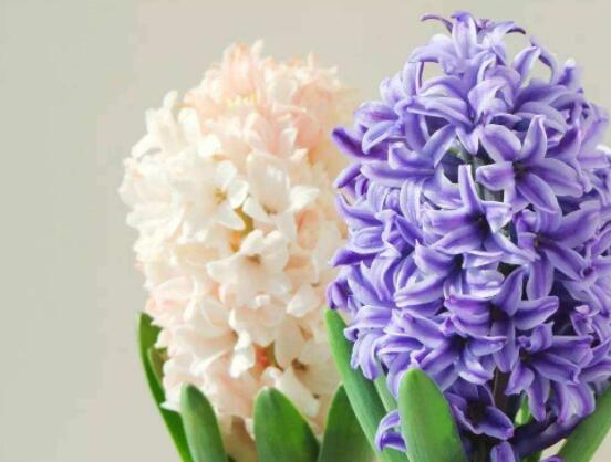 家里養(yǎng)風(fēng)信子好嗎，好/美化家居環(huán)境、凈化空氣