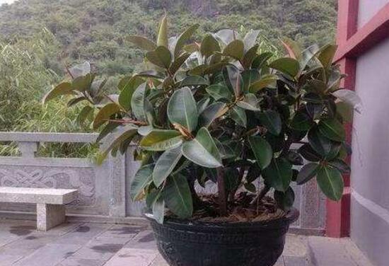 橡皮樹盆景怎么養(yǎng)護(hù)，橡皮樹的四季養(yǎng)護(hù)方法