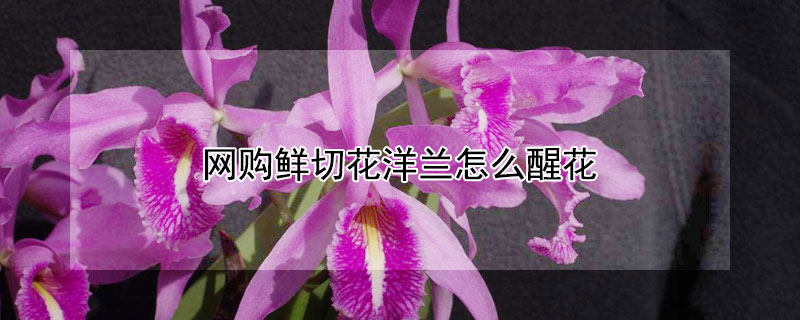 網(wǎng)購鮮切花洋蘭怎么醒花