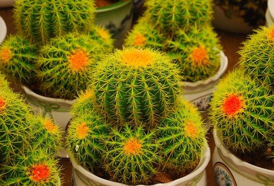 仙人球的作用與功效，美化環(huán)境、凈化空氣