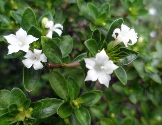 六月雪養(yǎng)殖技術(shù)，老農(nóng)總結(jié)六點(diǎn)必要養(yǎng)護(hù)方法(枝葉翠綠)