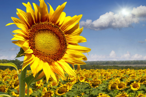 向日葵長(zhǎng)蚜蟲(chóng)了怎么辦