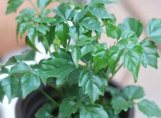 幸福樹(shù)的寓意，象征著家庭和美，幸?？鞓?lè)