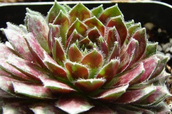 紫牡丹的養(yǎng)殖方法和注意事項