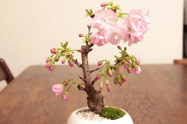 盆栽櫻花的養(yǎng)殖方法，掌握以下要點是關(guān)鍵