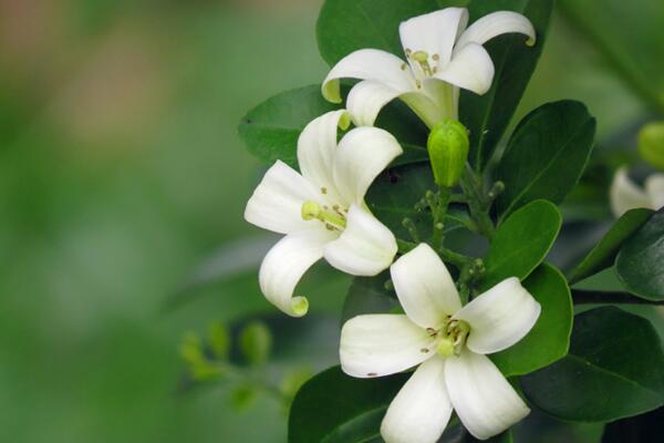 九里香和風(fēng)車(chē)茉莉的區(qū)別