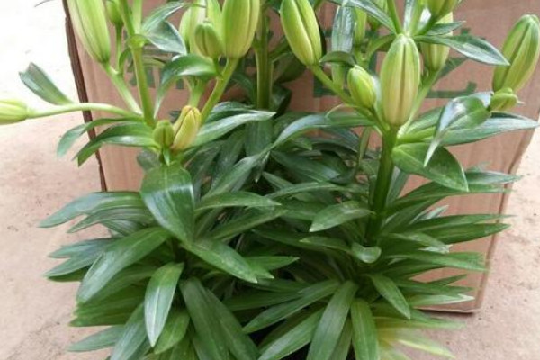 盆栽百合花的養(yǎng)殖方法和注意事項
