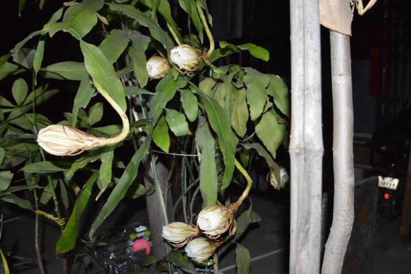 曇花花后如何處理，及時(shí)進(jìn)行修剪并補(bǔ)充養(yǎng)分