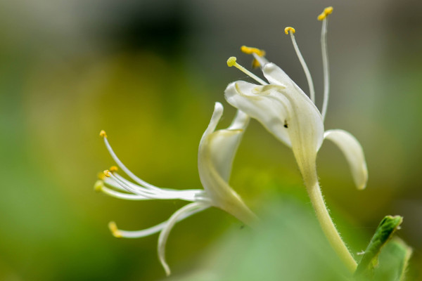 金銀花的養(yǎng)殖方法和注意事項(xiàng)