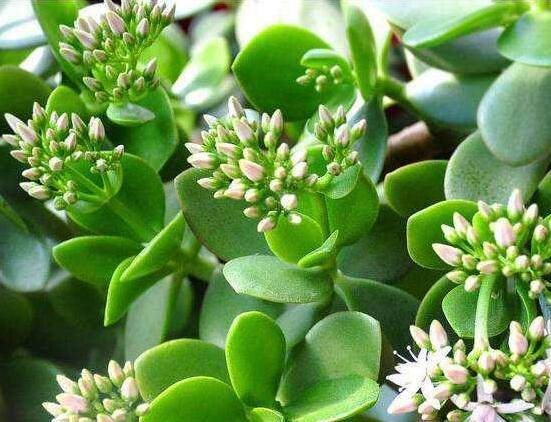 玉樹(shù)怎么澆水效果最好，不干不澆、澆則澆透