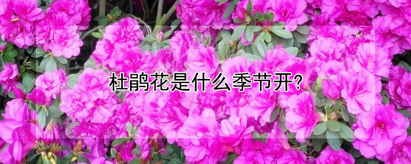 杜鵑花是什么季節(jié)開(kāi)?