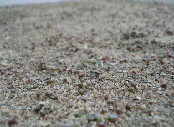 生石花怎么繁殖，最常用兩種繁殖方法(播種與分株)