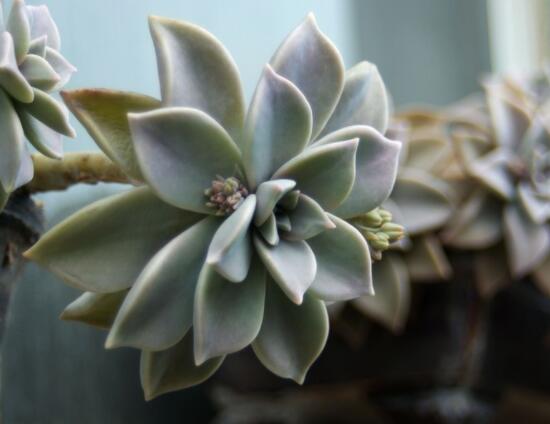 寶石花怎樣養(yǎng)才能長得快，做好四個要點(diǎn)生長的青翠欲滴