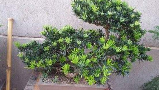 羅漢松品種，盤點(diǎn)羅漢松最珍貴的五大品種