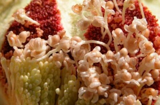 橡皮樹開花嗎，橡皮樹多久開花(一年兩次）