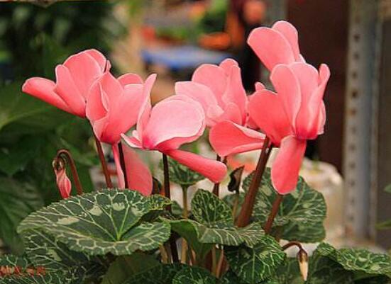 仙客來不長新葉怎么辦，多半是盆土澆水光照導(dǎo)致