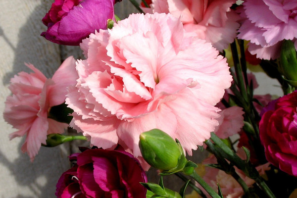 康乃馨冬天會(huì)不會(huì)凍死