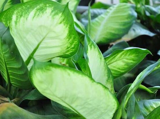 萬年青的作用，凈化空氣、利尿、解毒