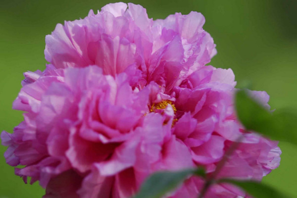 夏天的牡丹花長(zhǎng)什么樣