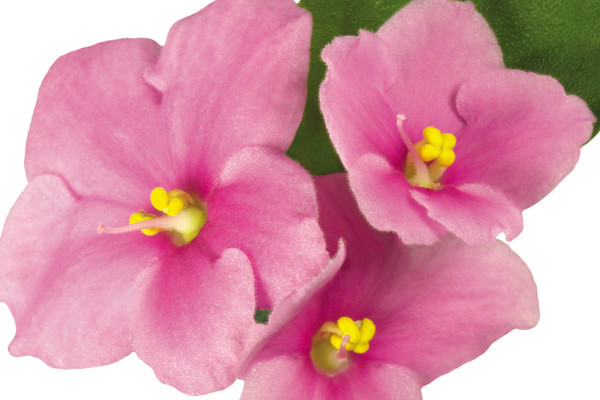 紫羅蘭花為什么早上開(kāi)花