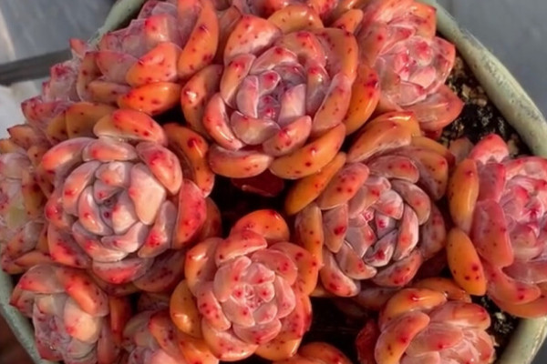 雪天使和橙夢(mèng)露的對(duì)比