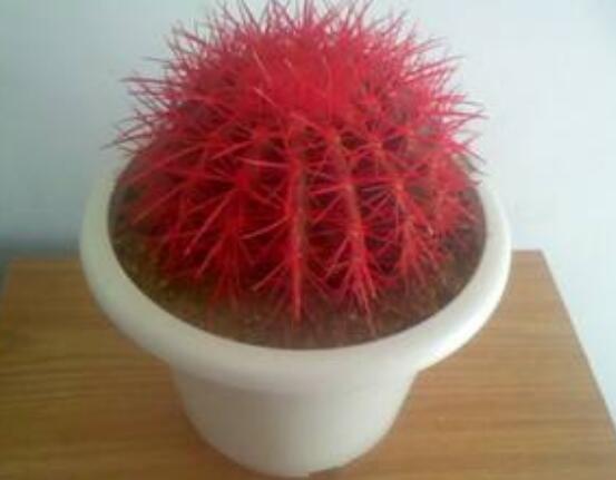 水培仙人球怎么養(yǎng)，教你六個最好步驟快速生根(7天)