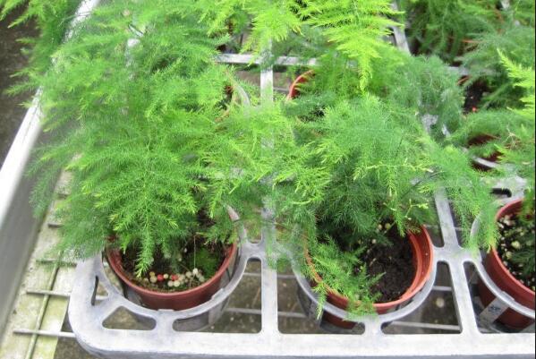 文竹黃葉怎么辦，找到黃葉原因及時(shí)進(jìn)行處理