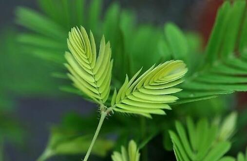 含羞草怎么養(yǎng)才活的久，要對它進行人工繁殖才行