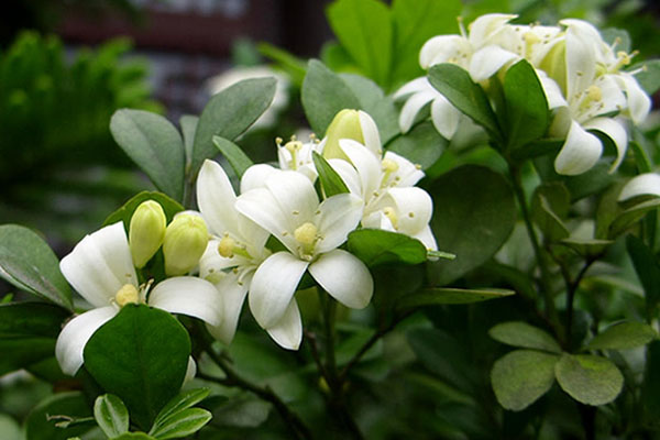 九里香的養(yǎng)殖方法和注意事項(xiàng)