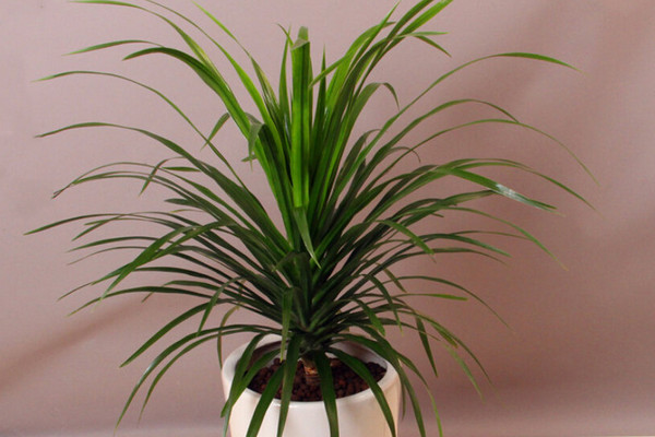 龍血樹葉子下垂怎么辦，可補(bǔ)充光照或控制澆水