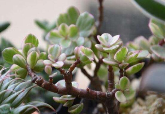 雅樂之舞水培怎么養(yǎng)，勤換水、保持合適溫度光照/前期養(yǎng)護(hù)