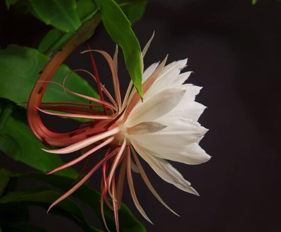 曇花怎么澆水，不同季節(jié)不同澆水量(見干見濕)