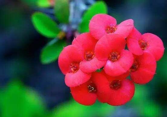 虎刺梅掉葉子怎么辦，四種原因以及解決方法