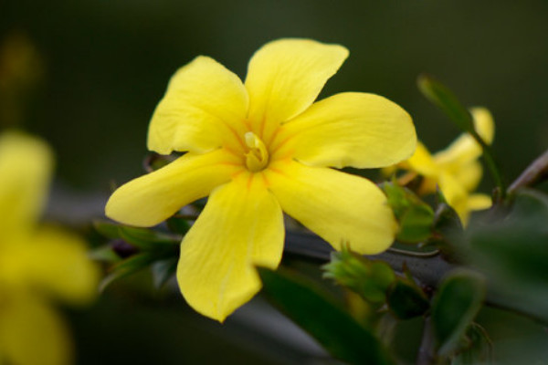 迎春花葉子落了會死嗎