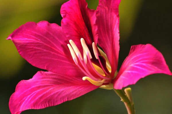 紫荊花秋季開花是怎么樣的