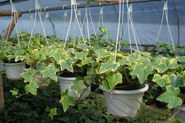 常春藤和綠蘿哪個(gè)好養(yǎng)，常春藤更耐寒