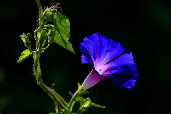 牽?；ǚN子要多少時(shí)間可以成熟