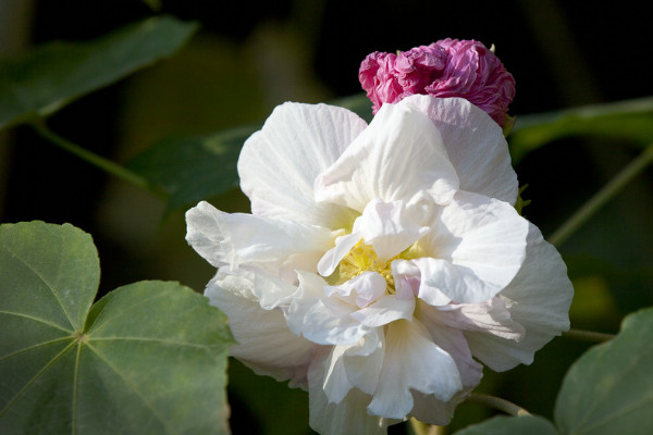 芙蓉花小苗怎么養(yǎng)護