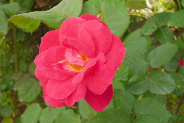 薔薇花好養(yǎng)嗎