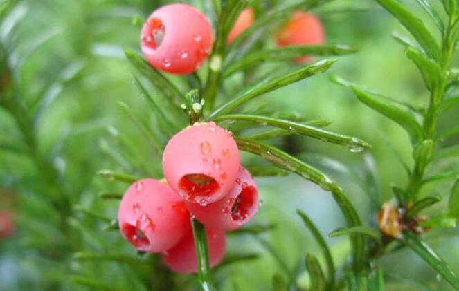 紅豆杉爛根怎么辦，澆水過多是爛根主要原因之一