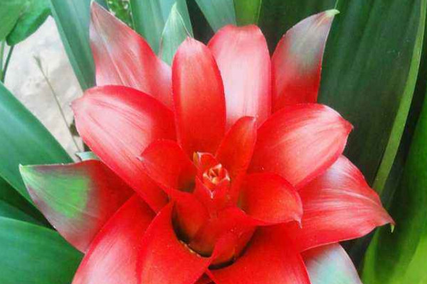 鴻運當頭秋季怎么養(yǎng)