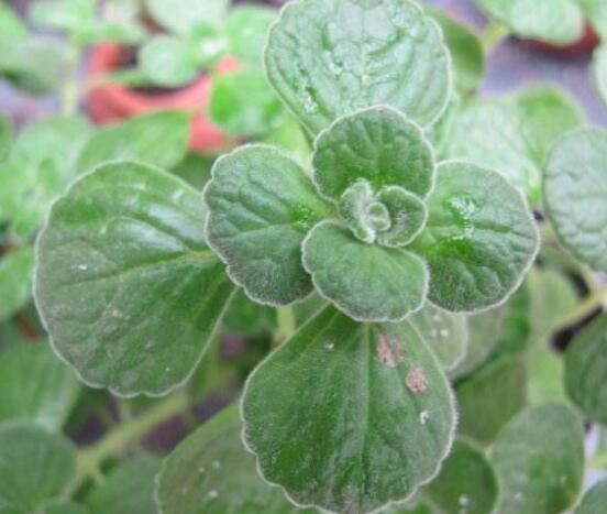 碰碰香木質(zhì)化怎么辦，只需要立馬重新進(jìn)行扦插繁殖