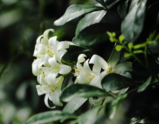 九里香的養(yǎng)殖方法和注意事項，老農總結出七大養(yǎng)殖基本方法